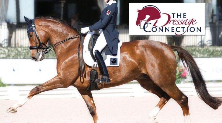 Tota Comfort System Freedom PRO 3 — The Dressage Connection