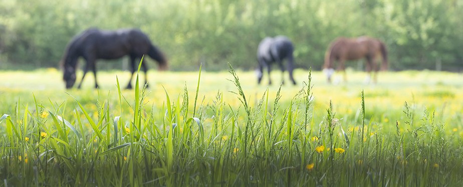 Horses grazing on spring grass.