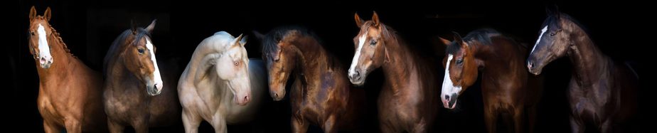 Investment Horses, Are They A Safe Bet? – EQuine AMerica Magazine