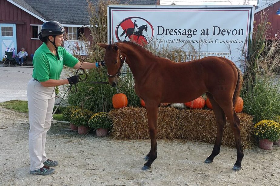 Christine Smith with her foal at Dressage at Devon.