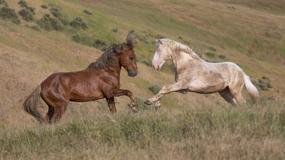 Two mustangs fighting in the wild.