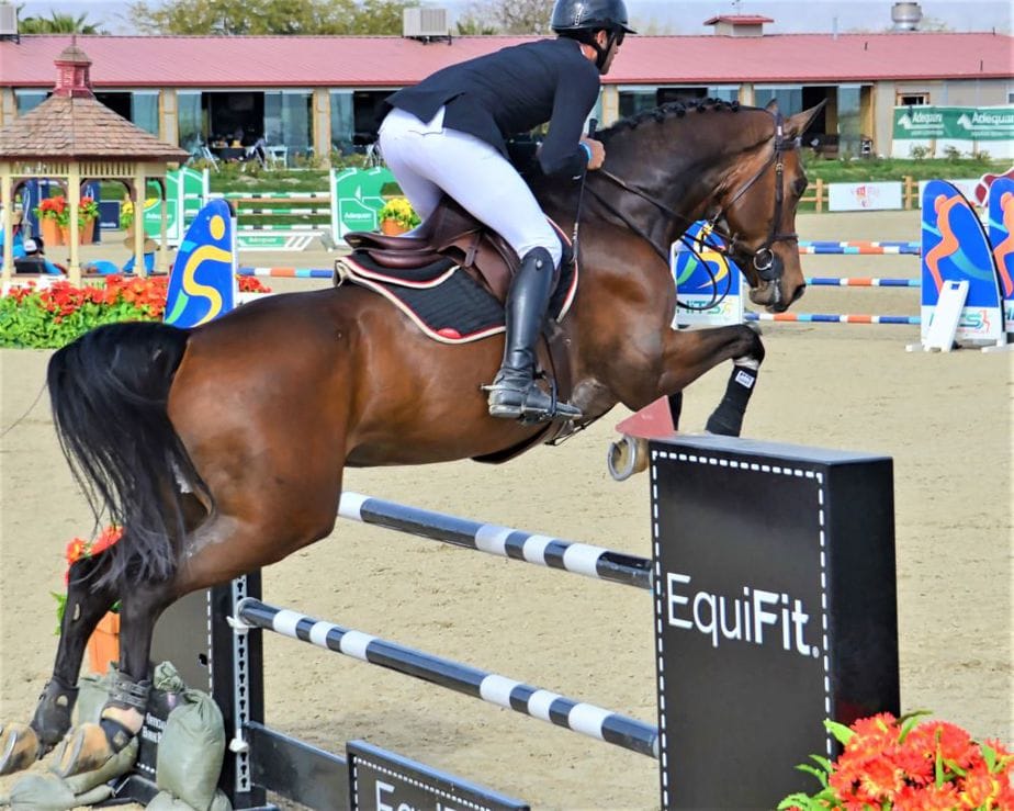 A young, dark brown horse jumping over a black fence advertising EquiFit.